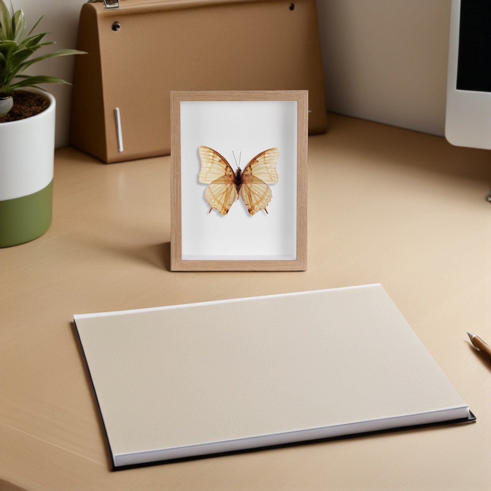 صندوق عرض خشبي مؤطر للحشرات مع - مراجعة Frame Display Wood وسعره