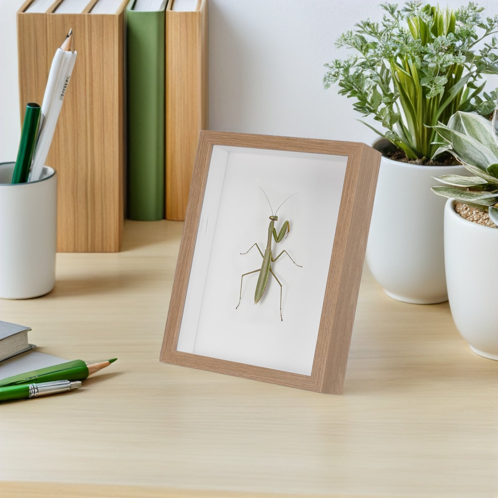 صندوق عرض خشبي مؤطر للحشرات مع - مراجعة Frame Display Wood وسعره